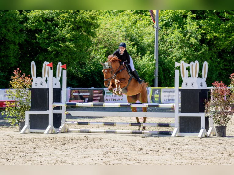 Hannover Giumenta 7 Anni 170 cm Sauro in Wiesbaden