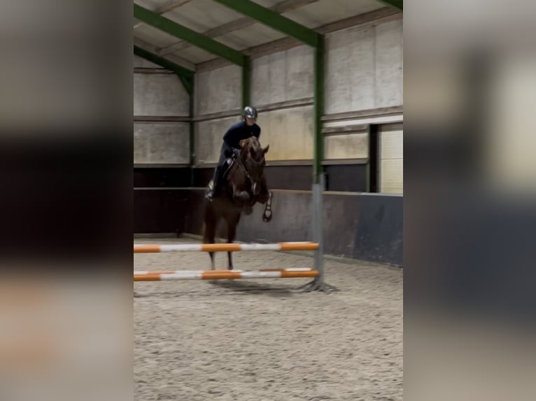 Hannover Giumenta 7 Anni 170 cm Sauro scuro in Borgercompagnie