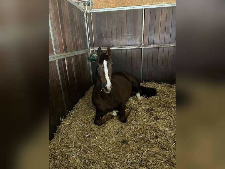 Hannover Giumenta 7 Anni 170 cm Sauro scuro in Luzern