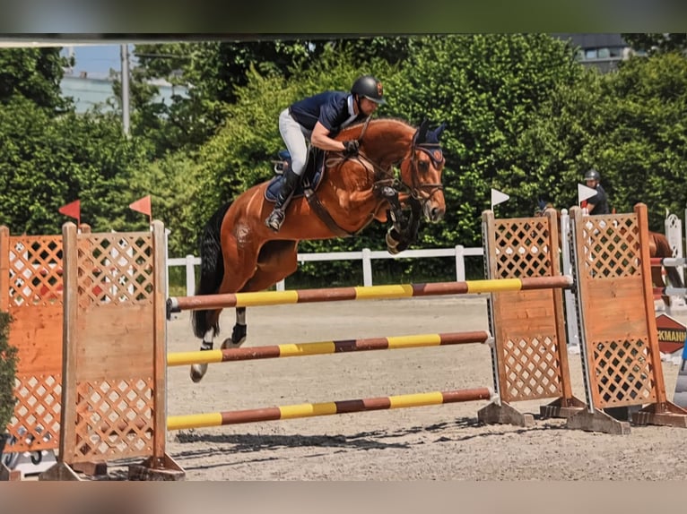 Hannover Giumenta 7 Anni 171 cm Baio in Füllinsdorf