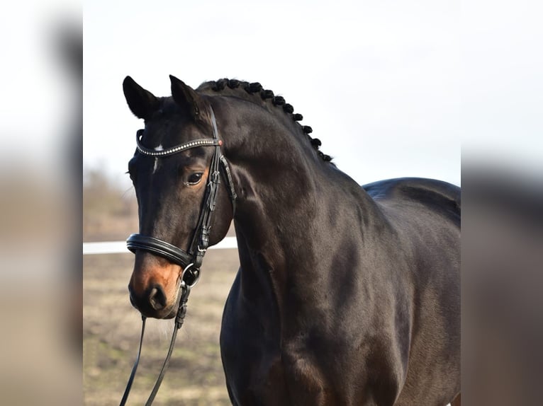 Hannover Giumenta 7 Anni 172 cm Baio in Békésszentandrás