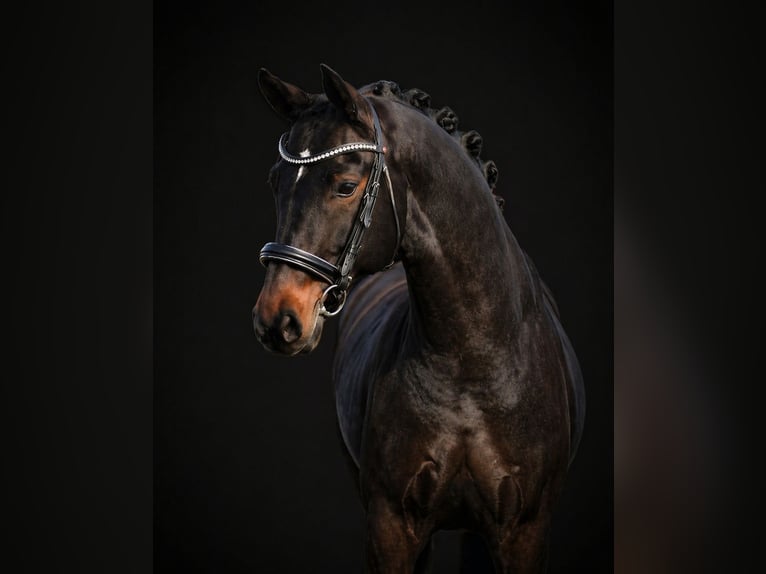 Hannover Giumenta 7 Anni 172 cm Baio scuro in Budapest