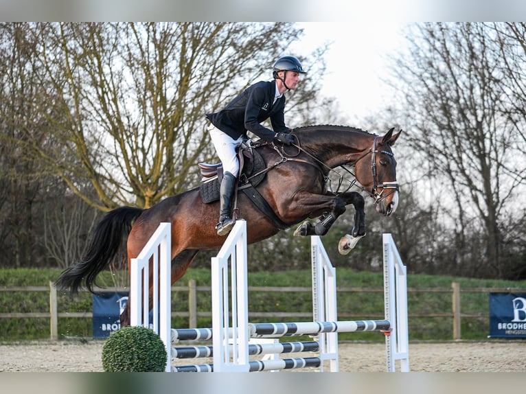 Hannover Giumenta 7 Anni 172 cm Baio scuro in Riedstadt