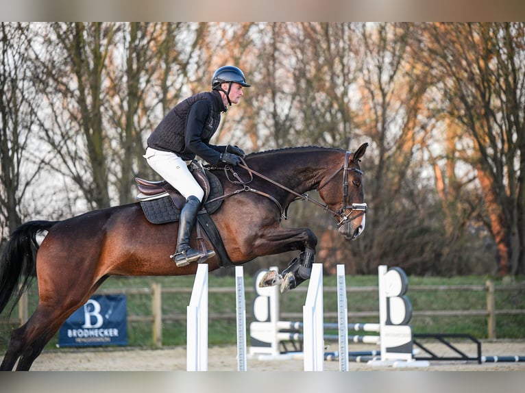 Hannover Giumenta 7 Anni 172 cm Baio scuro in Riedstadt