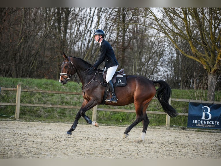 Hannover Giumenta 7 Anni 172 cm Baio scuro in Riedstadt