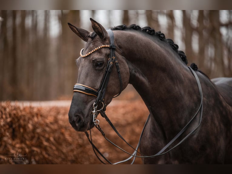 Hannover Giumenta 7 Anni 172 cm Morello in Wehringen