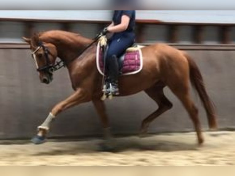 Hannover Giumenta 7 Anni 172 cm Sauro in Bad Harzburg