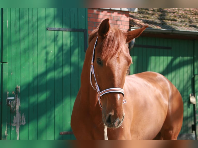 Hannover Giumenta 7 Anni 172 cm Sauro in Lüneburg