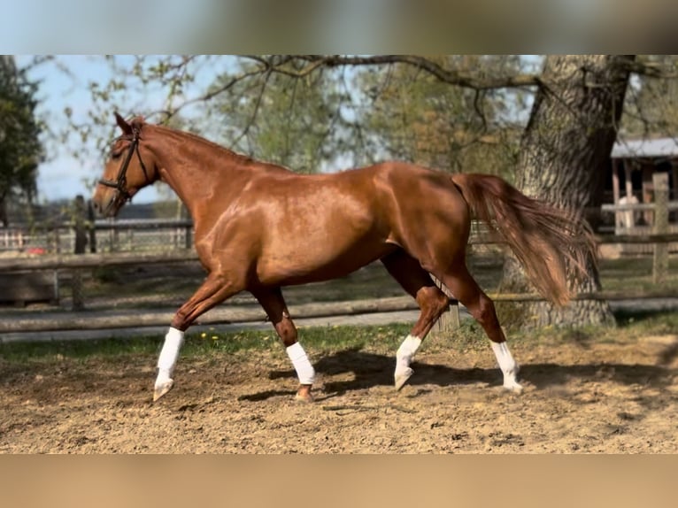 Hannover Giumenta 7 Anni 172 cm Sauro in Lüneburg