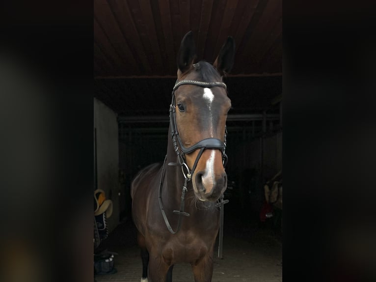 Hannover Giumenta 7 Anni 173 cm Baio scuro in Augsburg