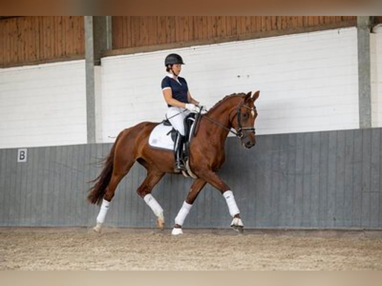 Hannover Giumenta 7 Anni 173 cm Sauro in Kathendorf