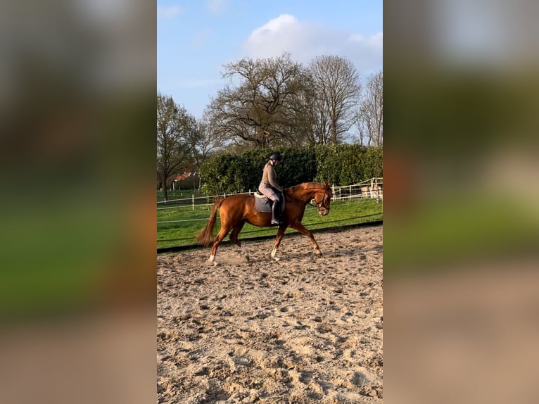 Hannover Giumenta 7 Anni 173 cm Sauro in Beverstedt