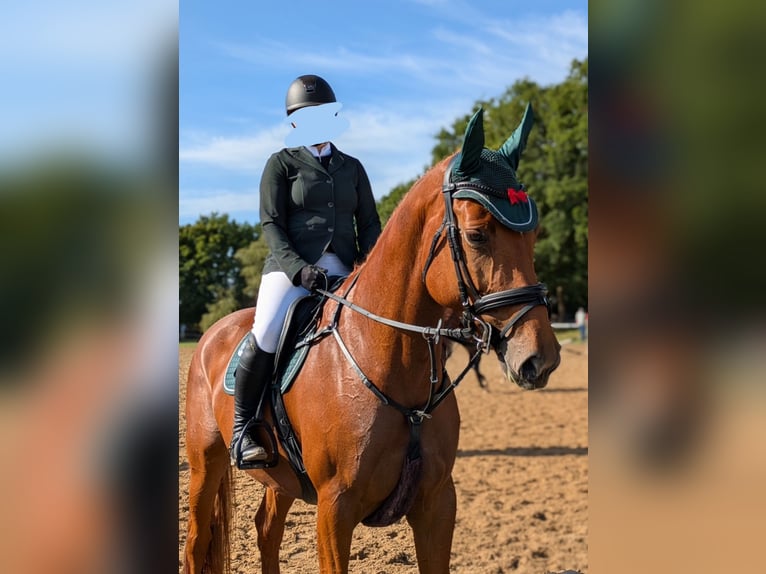 Hannover Giumenta 7 Anni 173 cm Sauro in Beverstedt