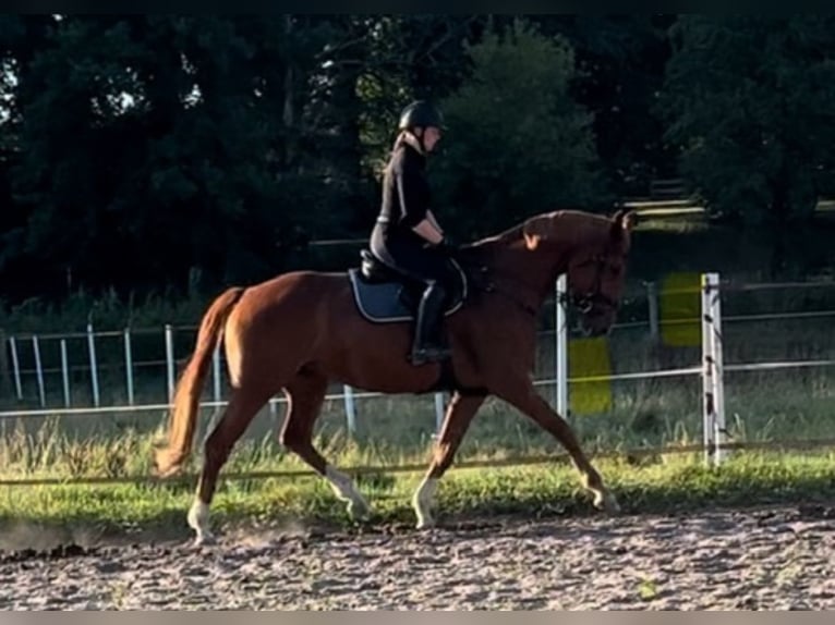 Hannover Giumenta 7 Anni 173 cm Sauro in Beverstedt