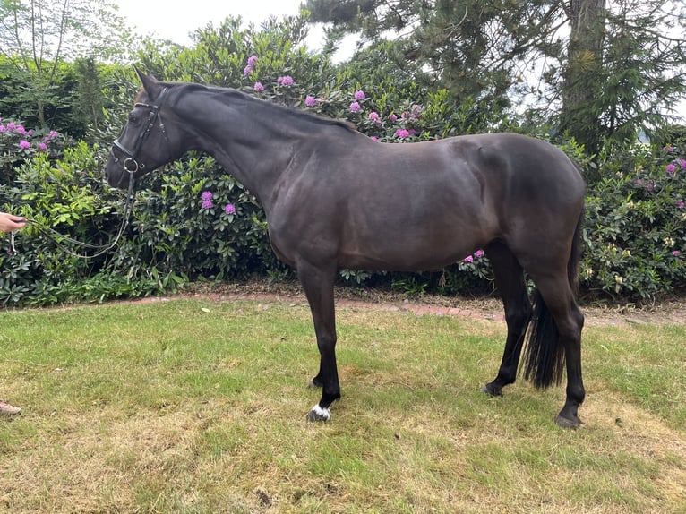 Hannover Giumenta 7 Anni 174 cm Morello in Belm