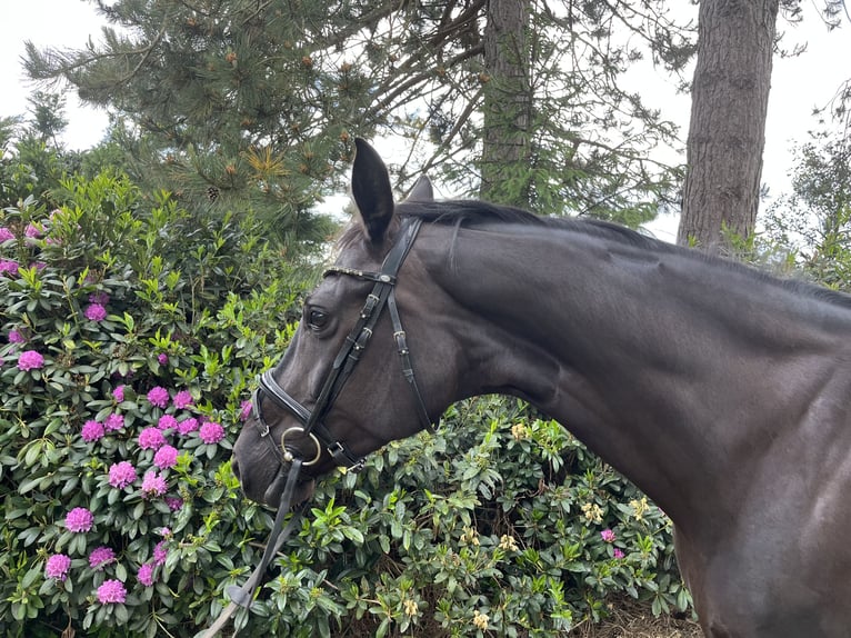 Hannover Giumenta 7 Anni 174 cm Morello in Belm