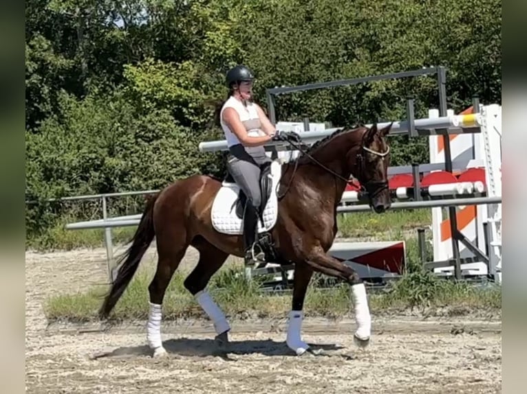 Hannover Giumenta 7 Anni 174 cm Sauro scuro in Straubenhardt