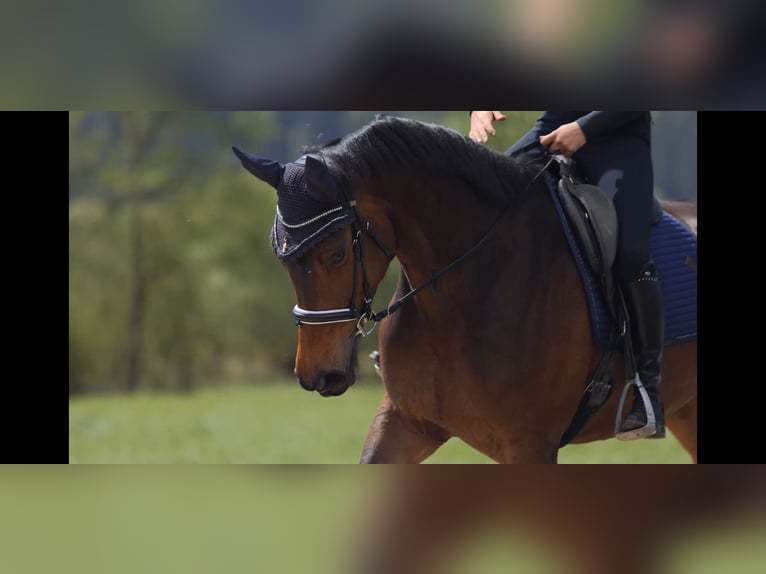 Hannover Giumenta 7 Anni 175 cm Baio in Schlins