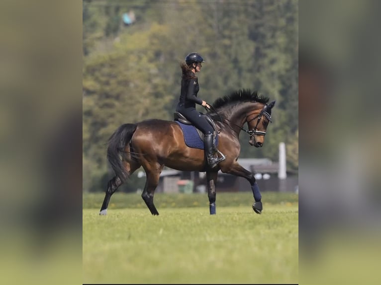 Hannover Giumenta 7 Anni 175 cm Baio in Schlins