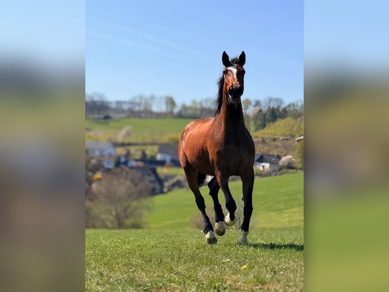 Hannover Giumenta 7 Anni 175 cm Baio in Siegen