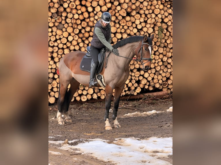 Hannover Giumenta 7 Anni 175 cm Baio in Siegen