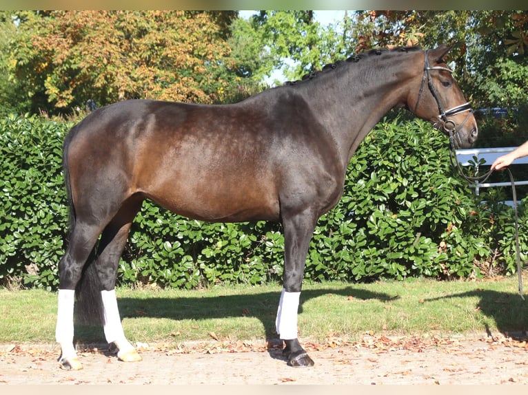 Hannover Giumenta 7 Anni 175 cm Baio scuro in Selsingen