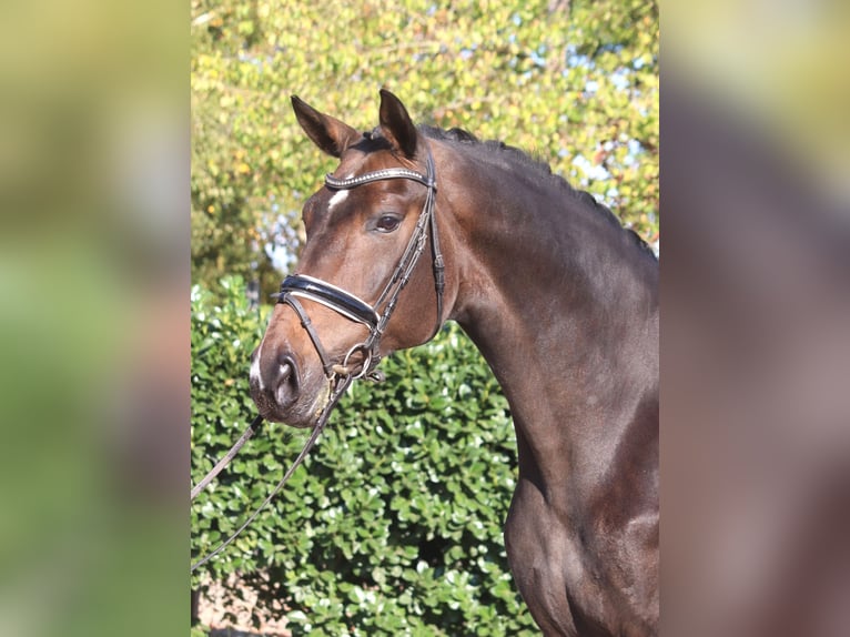 Hannover Giumenta 7 Anni 175 cm Baio scuro in Selsingen