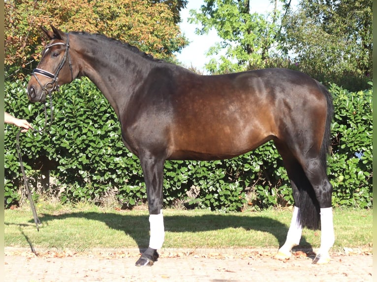 Hannover Giumenta 7 Anni 175 cm Baio scuro in Selsingen