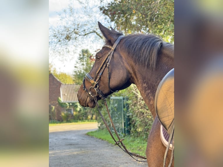 Hannover Giumenta 7 Anni 175 cm Baio scuro in Rommerskirchen