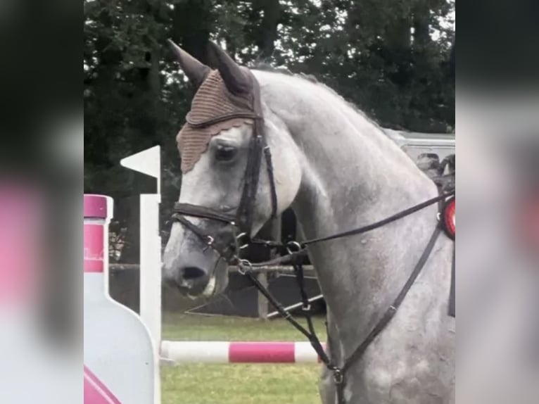 Hannover Giumenta 7 Anni 175 cm Grigio in Lassahn Hannover Giumenta 7 Anni 175 cm Grigio in Lassahn