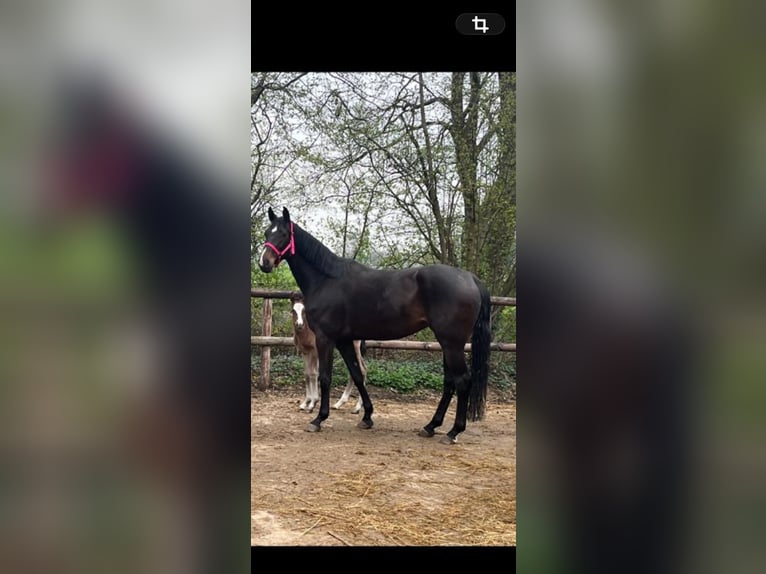 Hannover Giumenta 7 Anni 178 cm Baio scuro in Neerharen