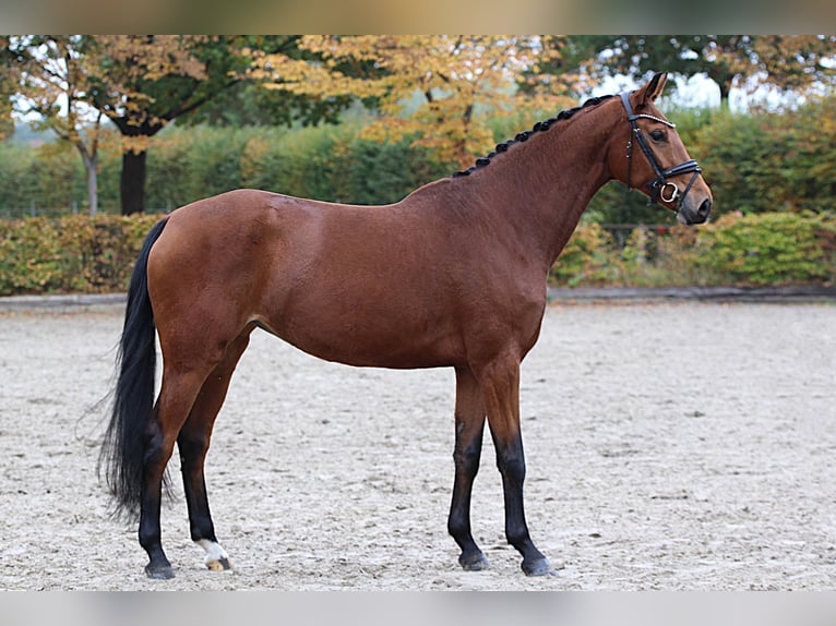 Hannover Giumenta 7 Anni Baio in Meinersen