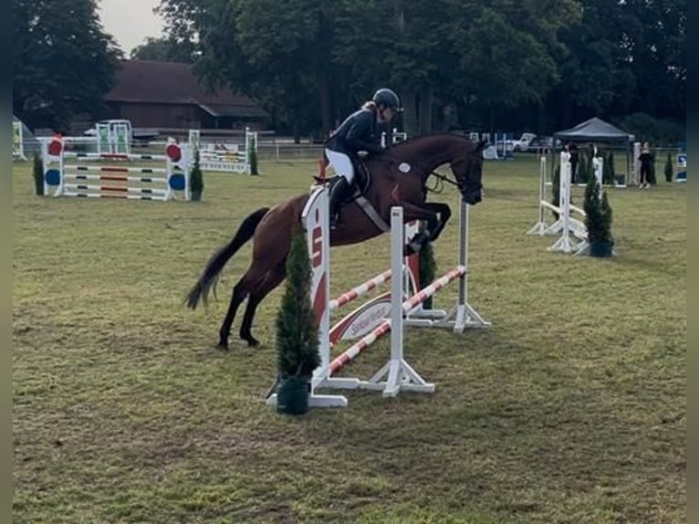 Hannover Giumenta 7 Anni Baio in Diepenau