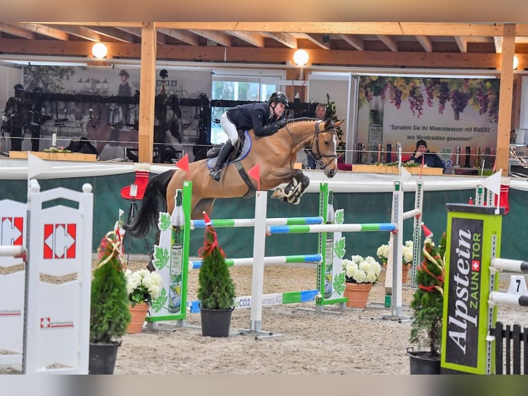 Hannover Giumenta 7 Anni Baio in St. Josefen