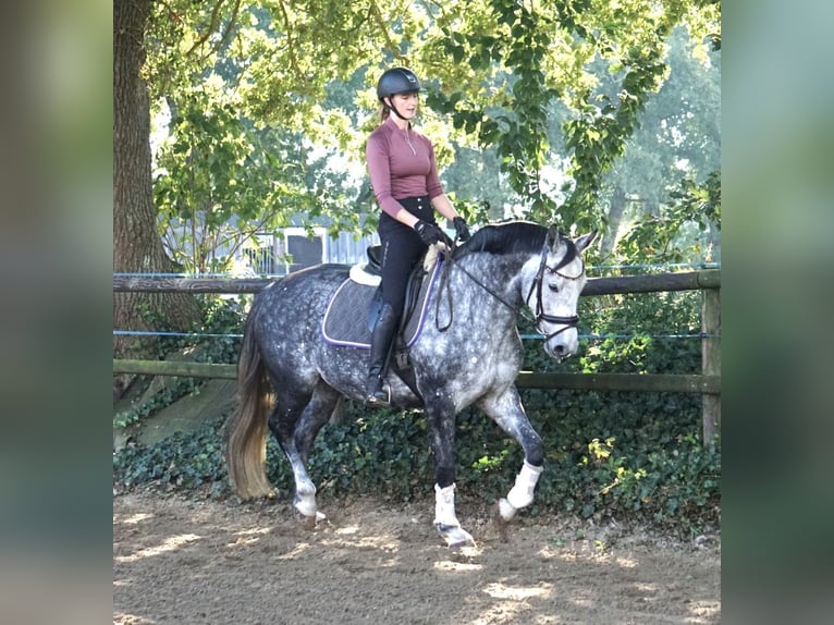 Hannover Giumenta 7 Anni Grigio in Großefehn Bagband