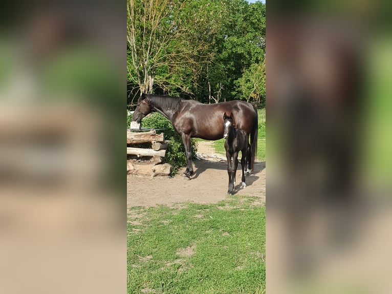 Hannover Giumenta 8 Anni 155 cm Morello in Petersberg