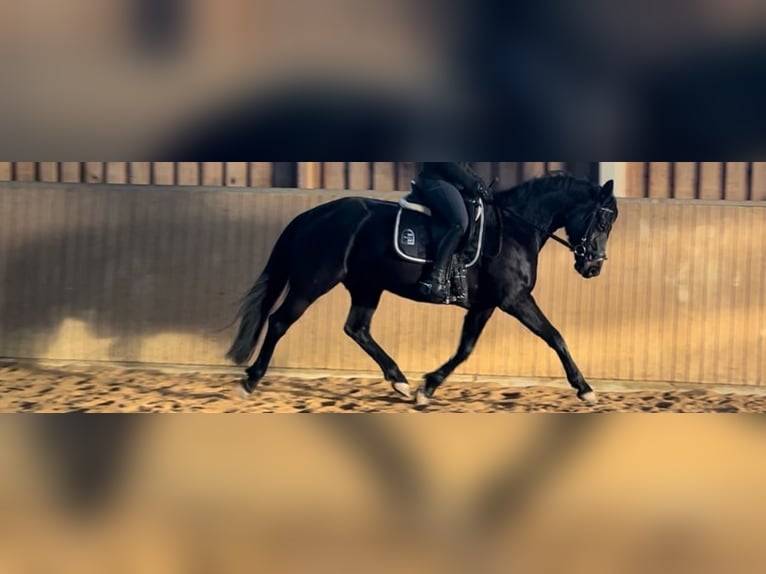 Hannover Giumenta 8 Anni 156 cm Morello in Dahlenburg