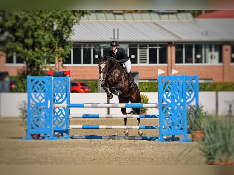 Hannover Giumenta 8 Anni 157 cm Baio nero in Neum&#xFC;nster Tasdorf