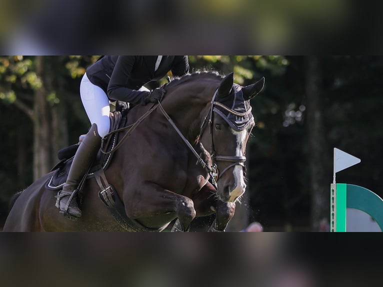 Hannover Giumenta 8 Anni 158 cm Baio nero in Neum&#xFC;nster