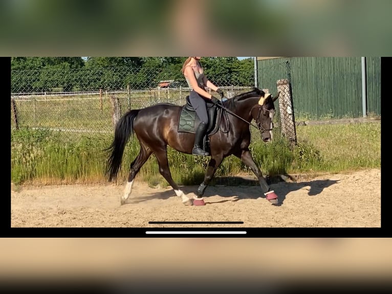 Hannover Giumenta 8 Anni 158 cm Baio nero in Neum&#xFC;nster