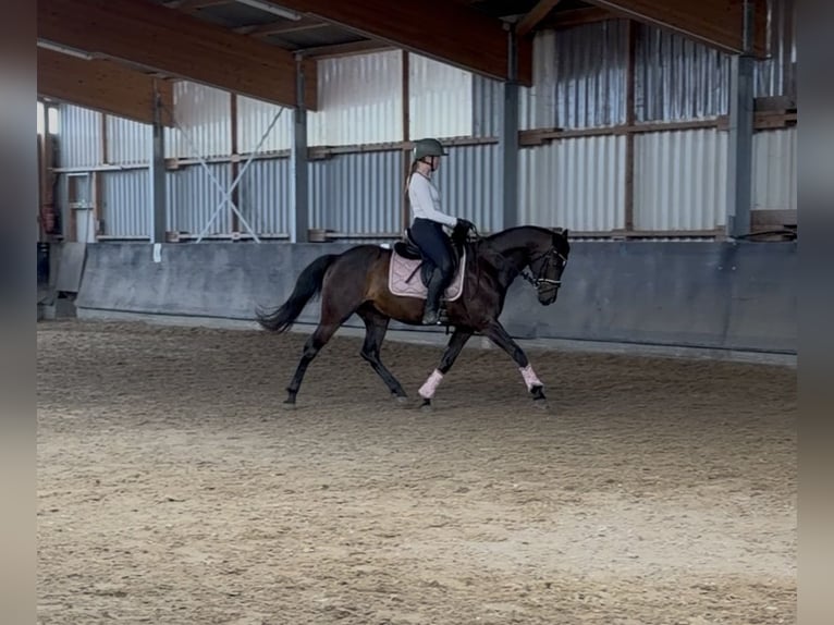 Hannover Giumenta 8 Anni 160 cm Baio nero in Dorsten