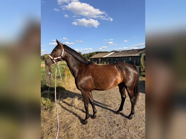 Hannover Giumenta 8 Anni 160 cm Baio nero in Dorsten