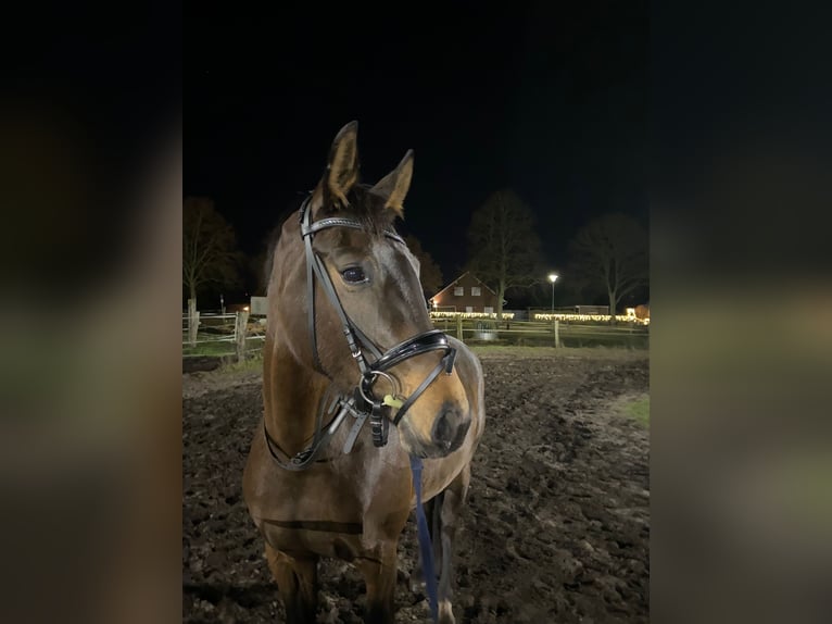 Hannover Giumenta 8 Anni 160 cm Baio scuro in Radbruch