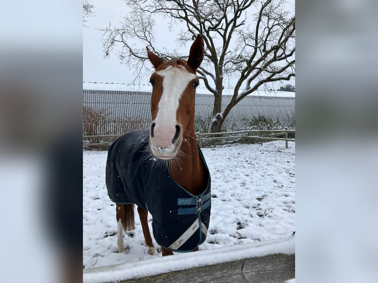 Hannover Giumenta 8 Anni 160 cm Sauro in Hamburg