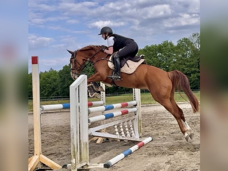 Hannover Giumenta 8 Anni 160 cm Sauro in Hamburg