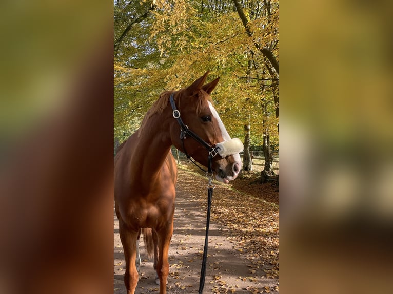 Hannover Giumenta 8 Anni 160 cm Sauro in Hamburg