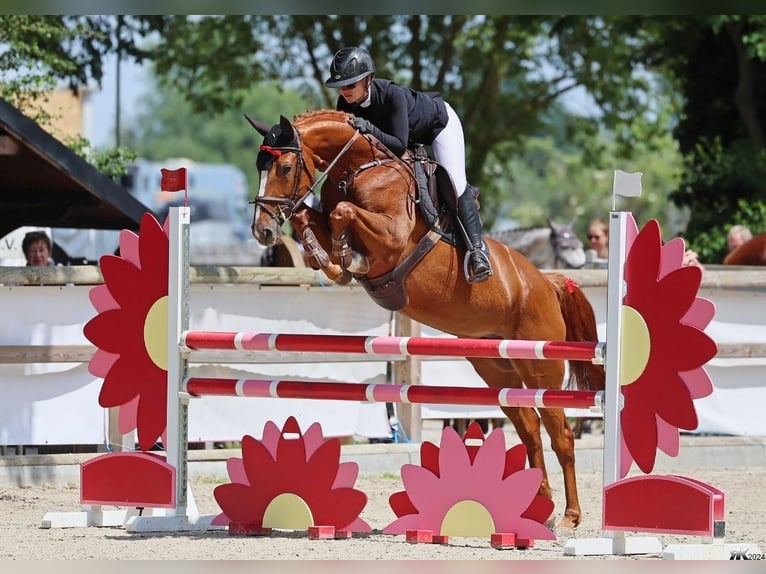 Hannover Giumenta 8 Anni 162 cm Sauro in Schönwalde