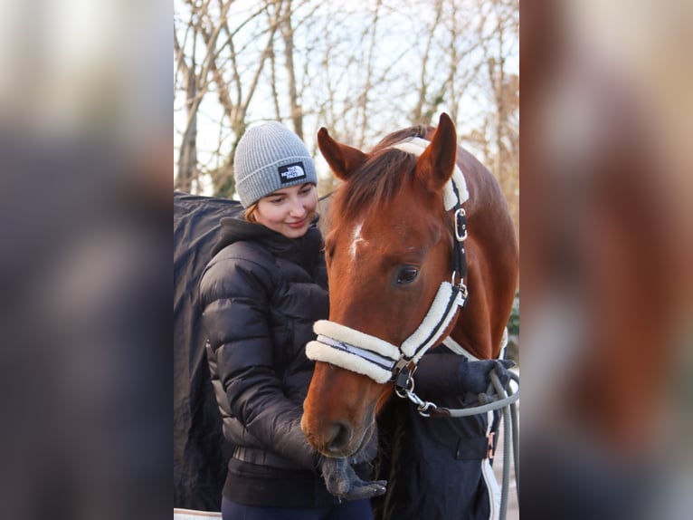 Hannover Giumenta 8 Anni 162 cm Sauro scuro in Götzendorf an der Leitha