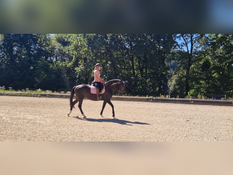 Hannover Giumenta 8 Anni 163 cm Baio in Klagenfurt,