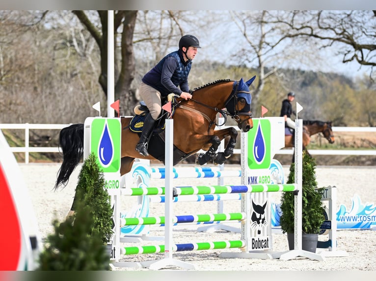 Hannover Giumenta 8 Anni 163 cm Baio ciliegia in Racot